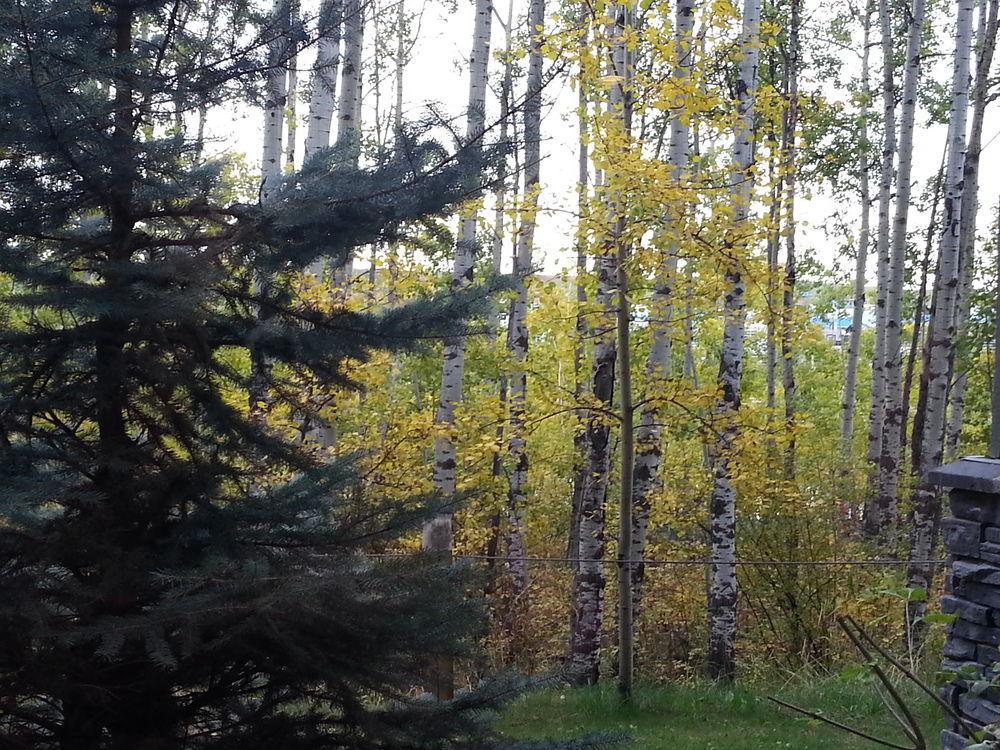 Pinnacle Inn & Suites Aspen YYC Екстериор снимка